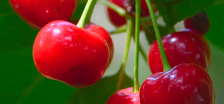 Cherry (Semi-Dwarf)