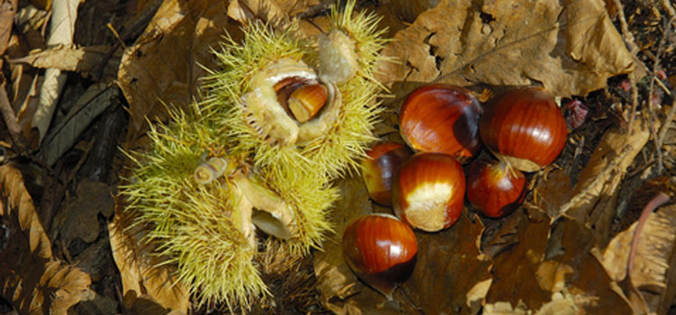 Chestnut (Chinese), also known as Chestnut (Sweet)