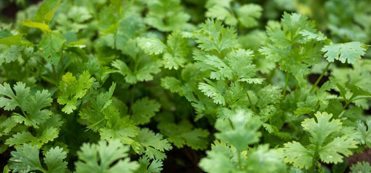 Cilantro, also known as Chinese Parsley