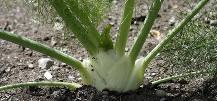 Fennel, also known as Florence fennel, Bulb fennel