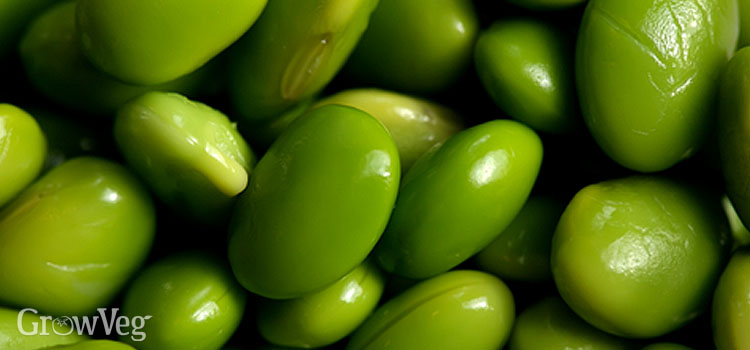 Beans (Lima), also known as Madagascar Bean