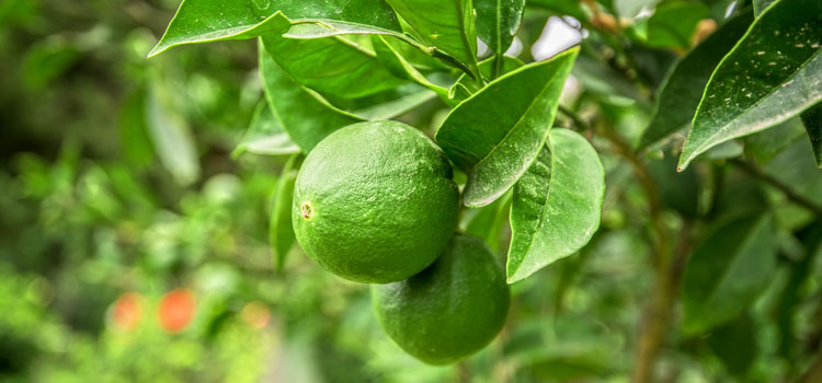 Lime (Container Grown)