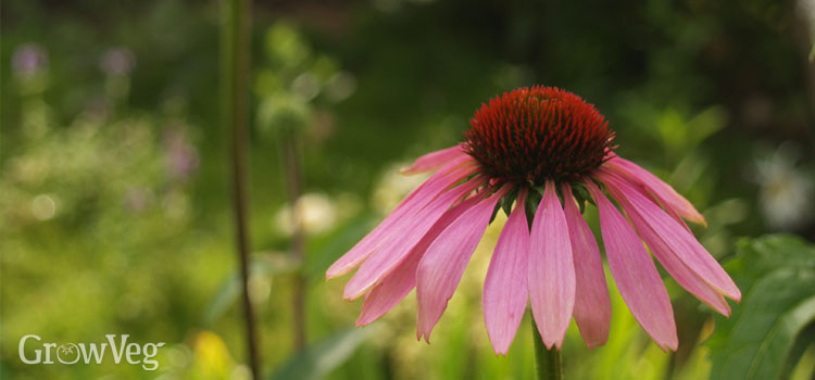 Echinacea, also known as Coneflower