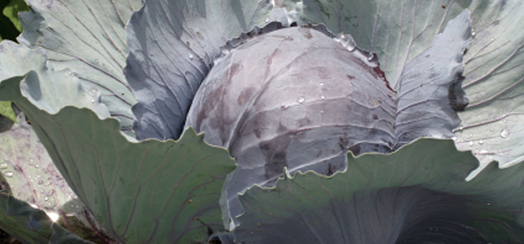Cabbage (Medium Maturity Red)