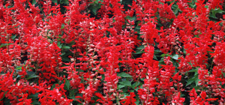 Salvia, also known as Scarlet Sage