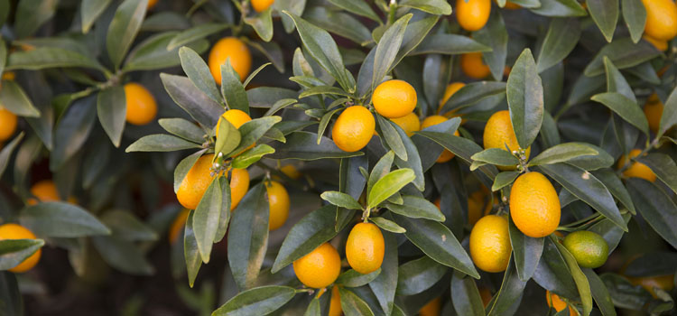 Kumquat, also known as Cumquat, Round Kumquat