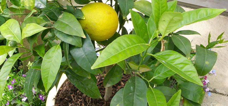 Lemon (Container Grown)
