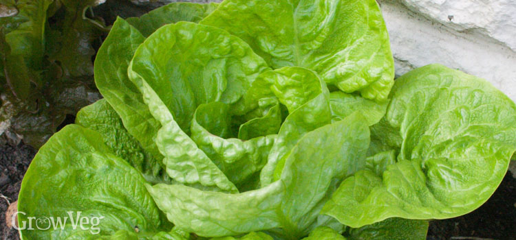 Lettuce (Crisphead), also known as Head Lettuce