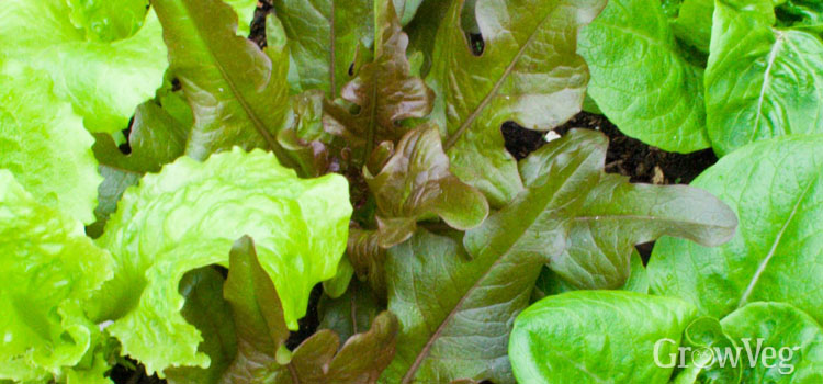 Lettuce (Leaf), also known as Loose leaf lettuce