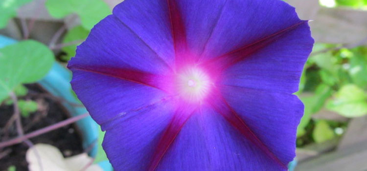 Morning Glory
