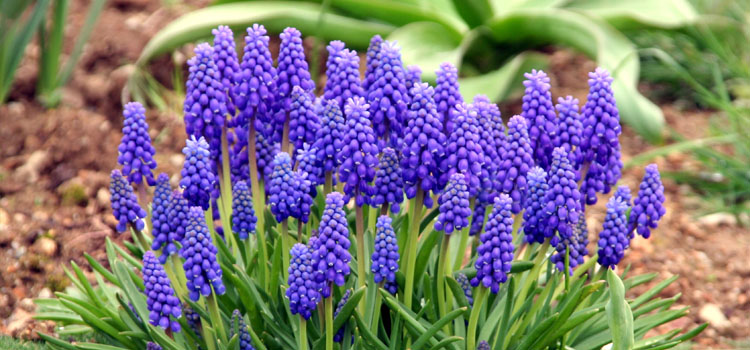 Grape Hyacinth, also known as Muscari