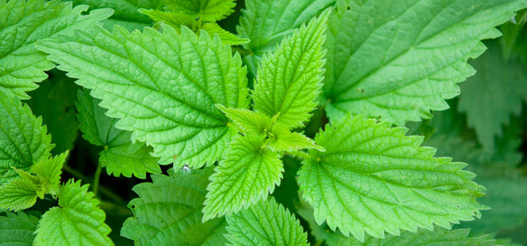 Nettles, also known as Stinging Nettle, Burn Nettle, Stinger Plant