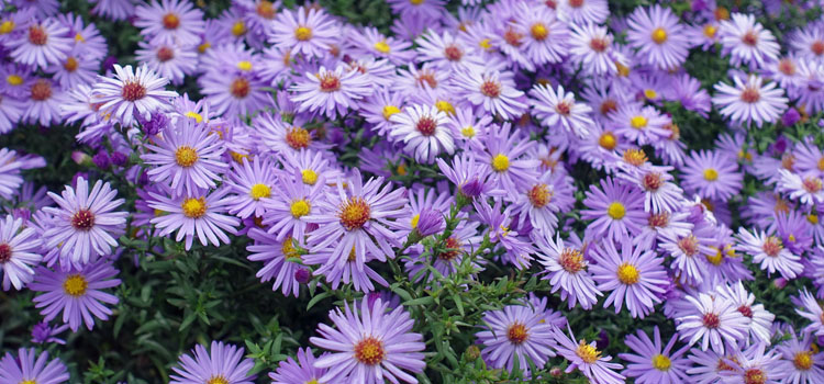 Aster (New York), also known as New York Aster, New England Aster