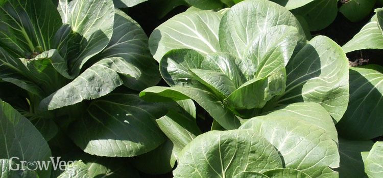 Pak Choi, also known as Cabbage (Chinese)