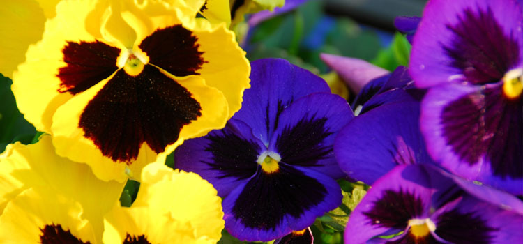Pansy, also known as Viola