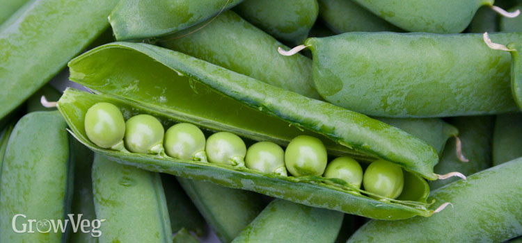 Peas, also known as Mangetout, snow pea, sugar snap