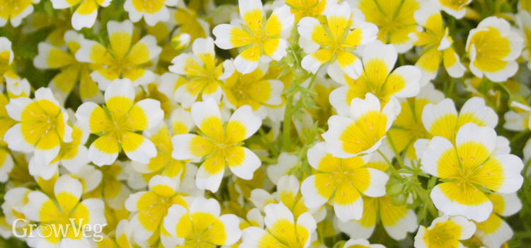 Poached Egg Plant, also known as Limnanthes Douglasii