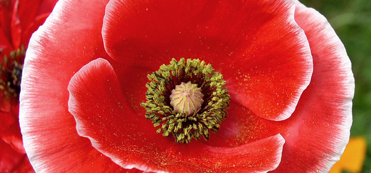 Poppy (Annual), also known as Field Poppy, Corn Poppy, Shirley Poppy, Flanders field Poppy, Red Poppy, Opium Poppy, California Poppy, Breadseed Poppy