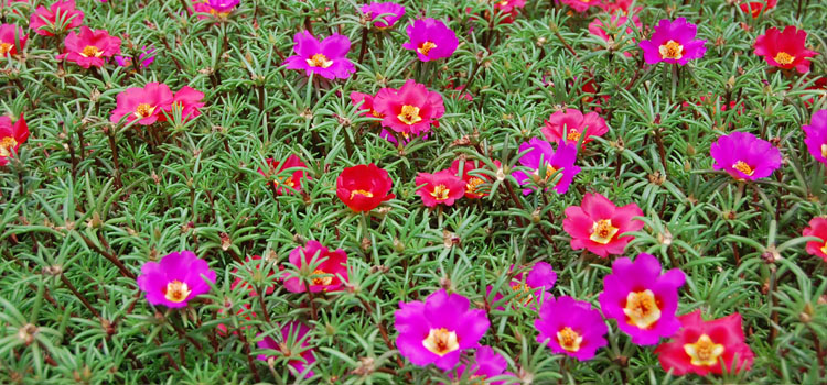 Portulaca, also known as Moss Rose
