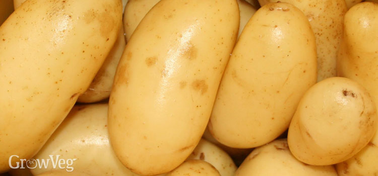 Potatoes (Early)