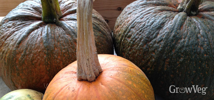 Pumpkin (Round), also known as American Pumpkin
