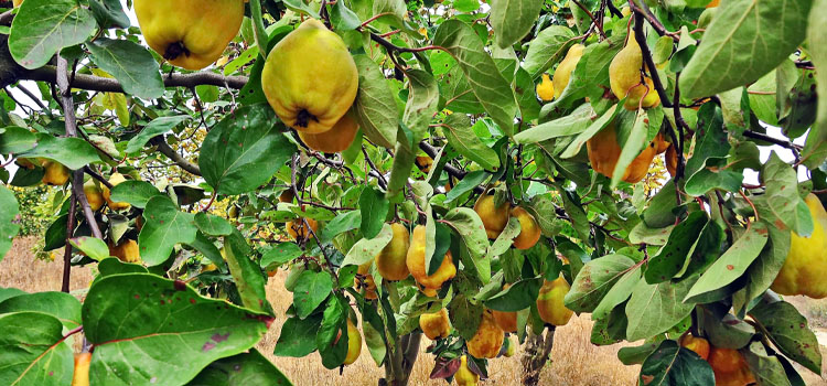 Quince, also known as Fruiting Quince, Pineapple Quince