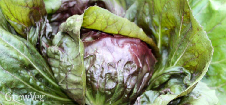 Radicchio, also known as Chicory