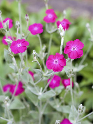 Rose Campion, also known as Catchfly, Mullein Pink, Bloody William