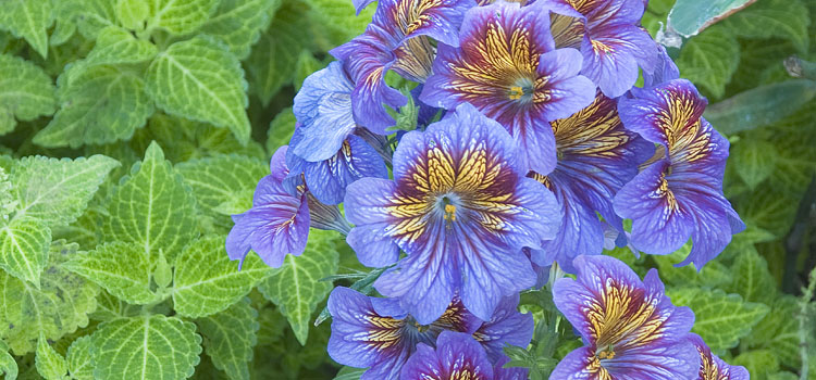 Salpiglossis, also known as Painted Tongue