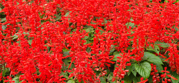 Salvia (Perennial)