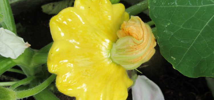 Squash (Summer), also known as Yellow squash, scallop squash, zucchini