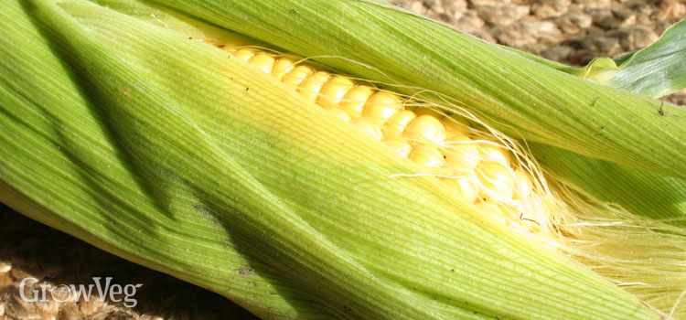 Corn, also known as Sweet Corn