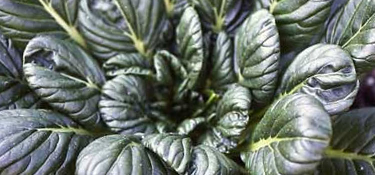 Tatsoi, also known as Spinach Mustard