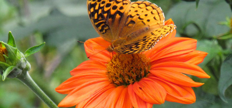 Mexican Sunflower, also known as Tithonia