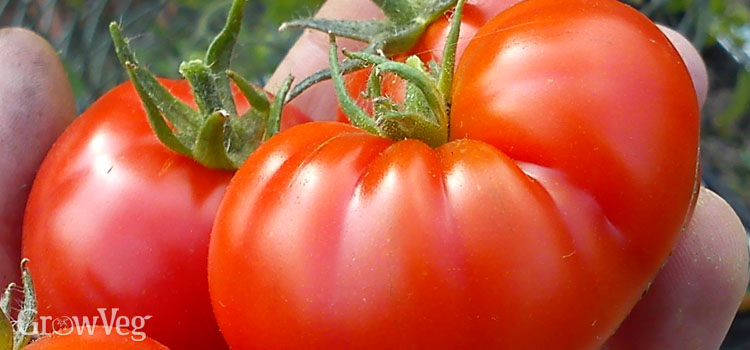 Tomato (Large)