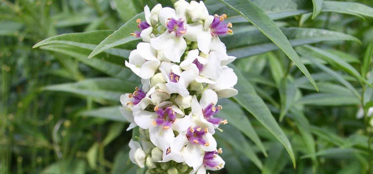 Verbascum, also known as Mullein, Purple Mullein