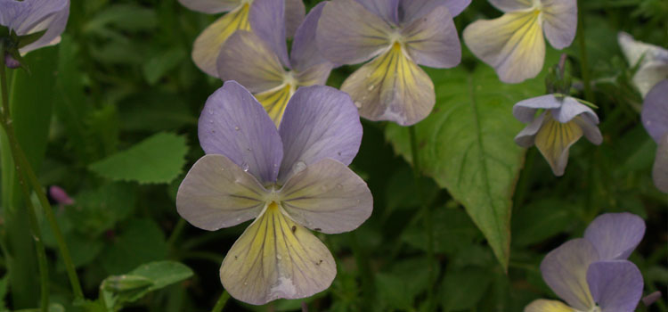 Viola, also known as Johnny Jump-Up