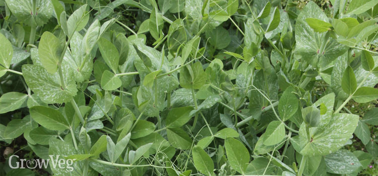 Field Peas, also known as Austrian Peas