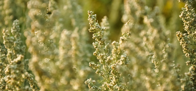 African Wormwood
